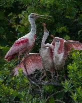 Roseate Spoonbill