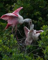 Roseate Spoonbill