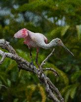 Roseate Spoonbill