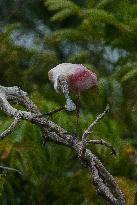 Roseate Spoonbill