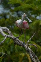 Roseate Spoonbill