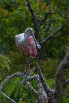 Roseate Spoonbill