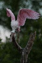 Roseate Spoonbill