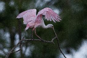 Roseate Spoonbill