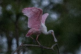 Roseate Spoonbill