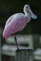 Roseate Spoonbill