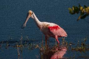 Roseate Spoonbill