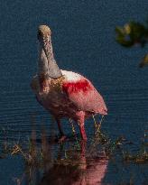 Roseate Spoonbill