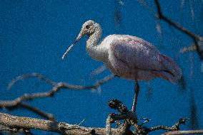 Roseate Spoonbill