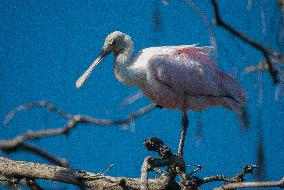 Roseate Spoonbill