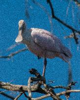 Roseate Spoonbill