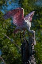 Roseate Spoonbill