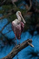 Roseate Spoonbill