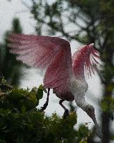 Roseate Spoonbill