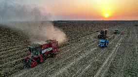 Peanuts Harvest in Yongji