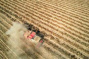 Peanuts Harvest in Yongji