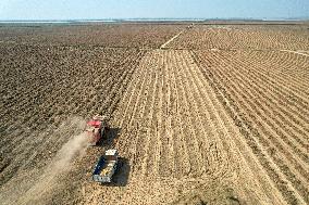 Peanuts Harvest in Yongji