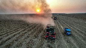 Peanuts Harvest in Yongji