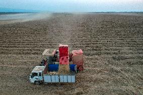 Peanuts Harvest in Yongji