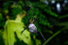 Signature Spider (Argiope Anasuja) - Animal India