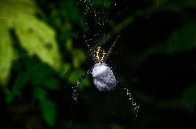 Signature Spider (Argiope Anasuja) - Animal India