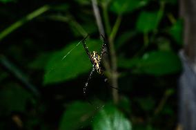 Signature Spider (Argiope Anasuja) - Animal India