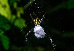 Signature Spider (Argiope Anasuja) - Animal India