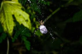 Signature Spider (Argiope Anasuja) - Animal India