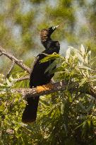 American Anhinga