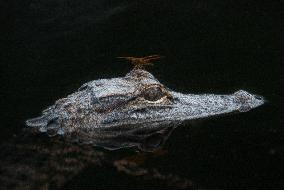 American Alligator