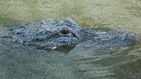 American Alligator