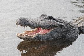 American Alligator