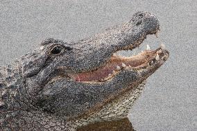 American Alligator