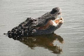 American Alligator