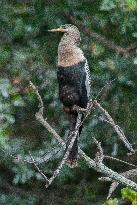 American Anhinga