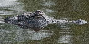 American Alligator