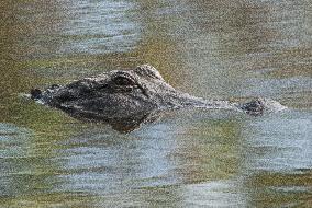 American Alligator