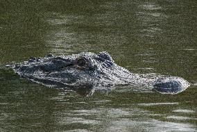 American Alligator