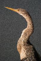 American Anhinga