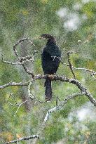 American Anhinga