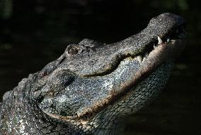 American Alligator