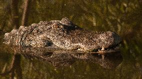 American Alligator