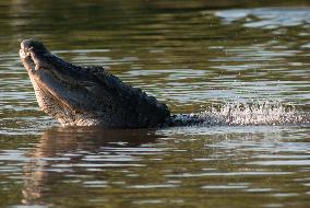 American Alligator