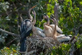 American Anhinga