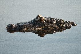 American Alligator