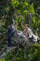 American Anhinga