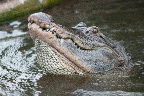 American Alligator