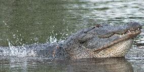 American Alligator