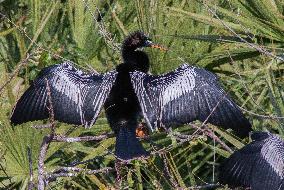 American Anhinga