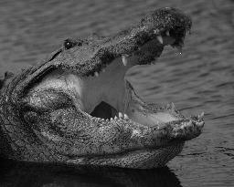 American Alligator